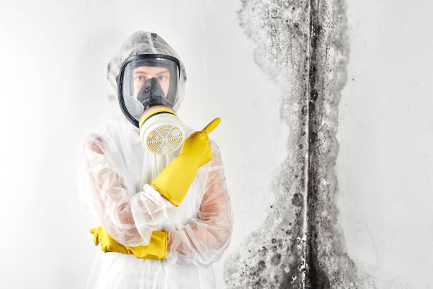 Best Commercial Mold Inspection  in Breezy Point, MN